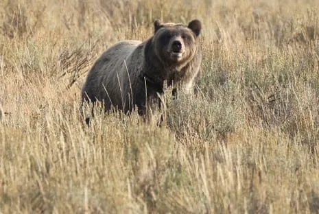 Backpacker Assaulted by Bear in National Park Transported to Hospital