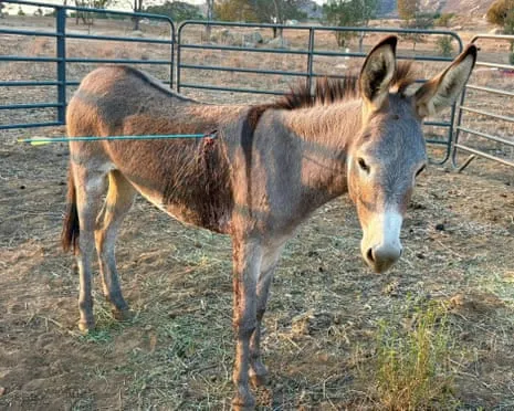Burro Recovering After Latest Bow Assault on Feral Donkeys in the Golden State