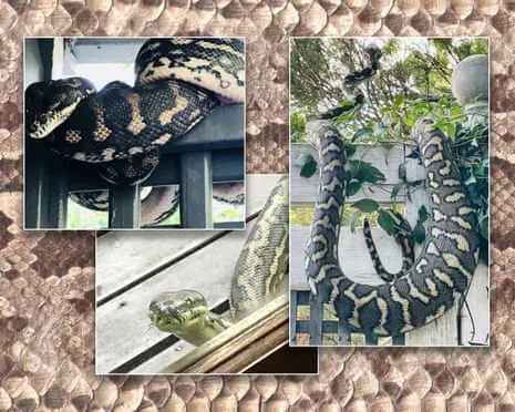 Embracing the Serpents in My Ceiling: A Journey from Anxiety to Admiration
