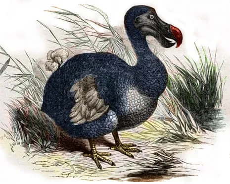 Scientists State They Have Achieved a ‘Key Milestone’ in Bringing Back the Dodo for the Initial Instance in Three Centuries